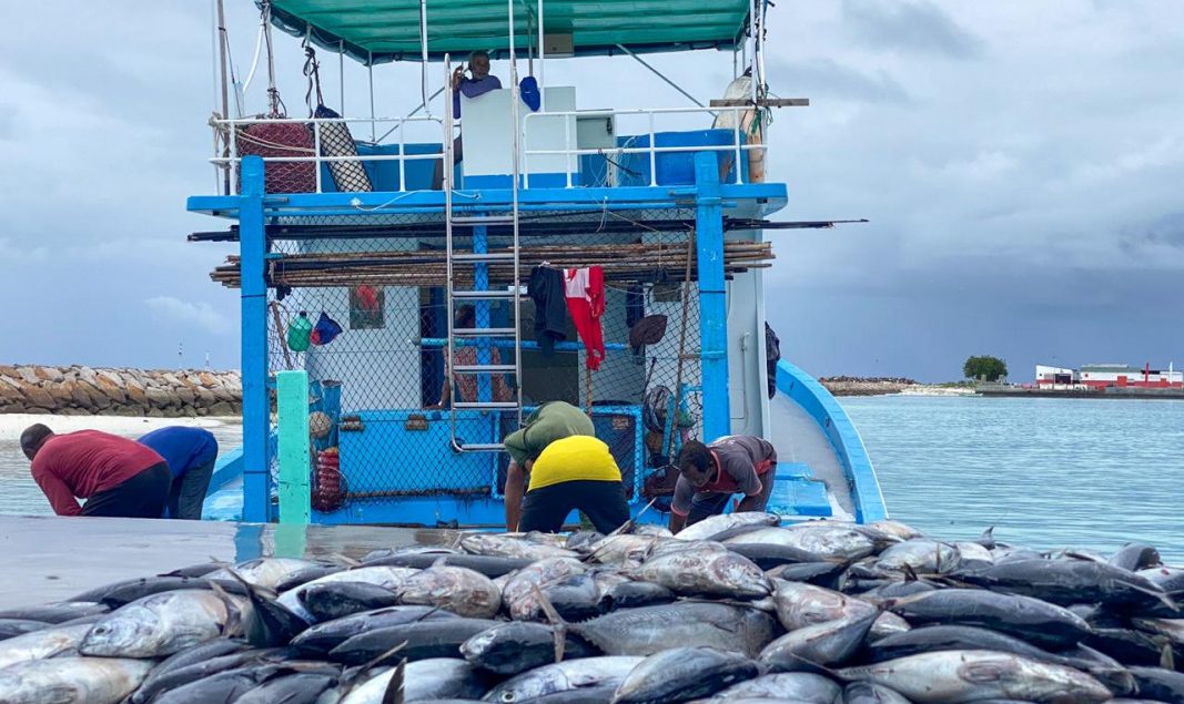 MMS to facilitate a steady export vein for MIFCO fish